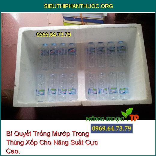 Bí Quyết Trồng Mướp Trong Thùng Xốp Cho Năng Suất Cực Cao.