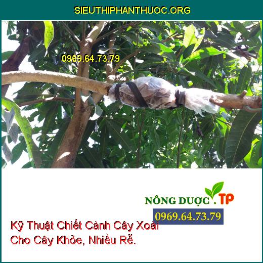 Kỹ Thuật Chiết Cành Cây Xoài Cho Cây Khỏe, Nhiều Rễ.