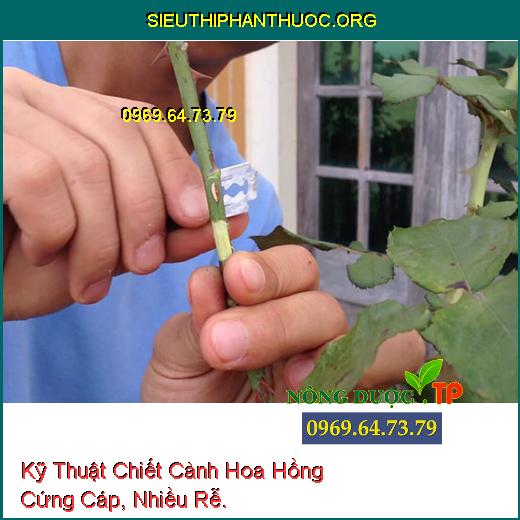 Kỹ Thuật Chiết Cành Hoa Hồng Cứng Cáp, Nhiều Rễ.