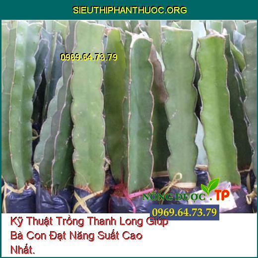 Kỹ Thuật Trồng Thanh Long Giúp Bà Con Đạt Năng Suất Cao Nhất.