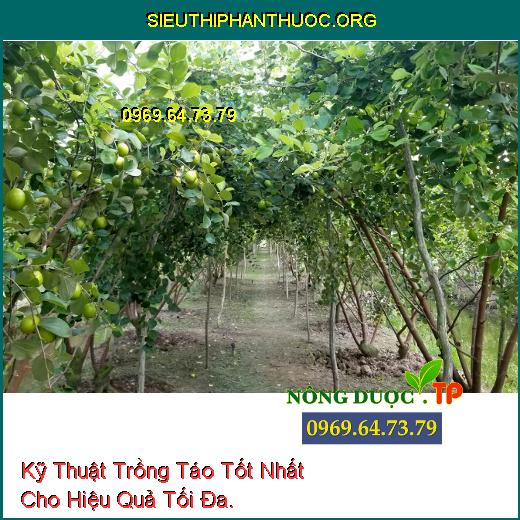 Kỹ Thuật Trồng Táo Tốt Nhất Cho Hiệu Quả Tối Đa.