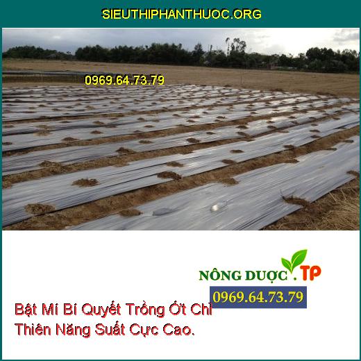 Bật Mí Bí Quyết Trồng Ớt Chỉ Thiên Năng Suất Cực Cao.