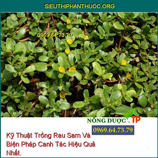 Kỹ Thuật Trồng Rau Sam Và Biện Pháp Canh Tác Hiệu Quả Nhất.