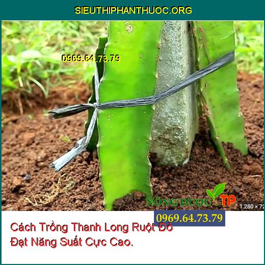 Cách Trồng Thanh Long Ruột Đỏ Đạt Năng Suất Cực Cao.