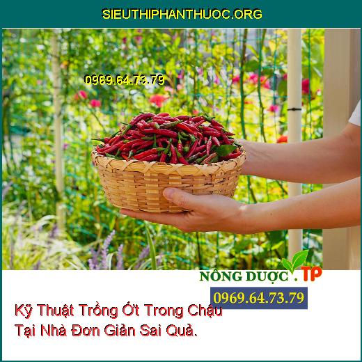 Kỹ Thuật Trồng Ớt Trong Chậu Tại Nhà Đơn Giản Sai Quả.