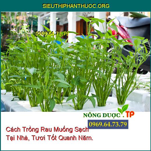 Cách Trồng Rau Muống Sạch Tại Nhà, Tươi Tốt Quanh Năm.