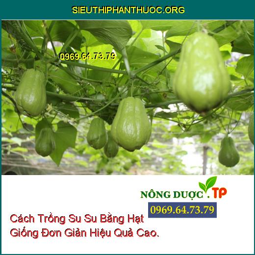 Cách Trồng Su Su Bằng Hạt Giống Đơn Giản Hiệu Quả Cao.