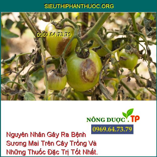 Nguyên Nhân Gây Ra Bệnh Sương Mai Trên Cây Trồng Và Những Thuốc Đặc Trị Tốt Nhất.