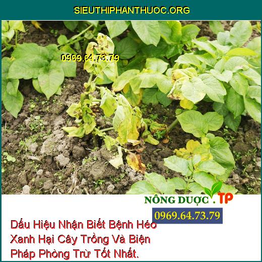 Dấu Hiệu Nhận Biết Bệnh Héo Xanh Hại Cây Trồng Và Biện Pháp Phòng Trừ Tốt Nhất.