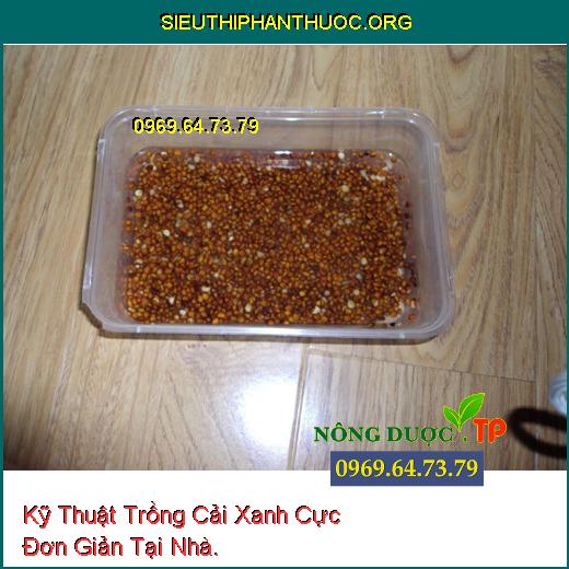 Kỹ Thuật Trồng Cải Xanh Cực Đơn Giản Tại Nhà.