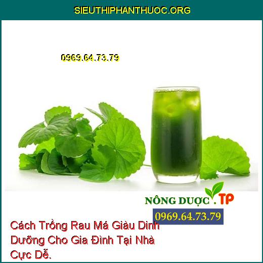 Cách Trồng Rau Má Giàu Dinh Dưỡng Cho Gia Đình Tại Nhà Cực Dễ.