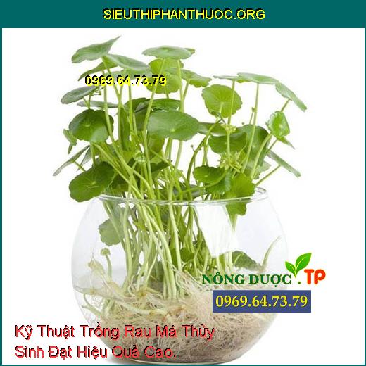 Kỹ Thuật Trồng Rau Má Thủy Sinh Đạt Hiệu Quả Cao.