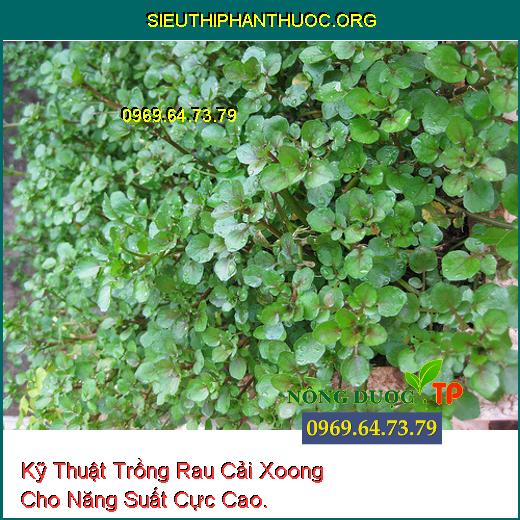 Kỹ Thuật Trồng Rau Cải Xoong Cho Năng Suất Cực Cao.