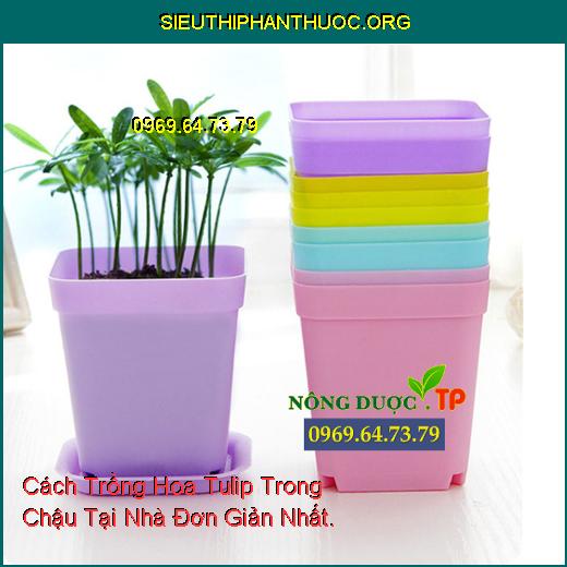 Cách Trồng Hoa Tulip Trong Chậu Tại Nhà Đơn Giản Nhất.