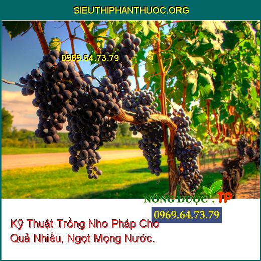 Kỹ Thuật Trồng Nho Pháp Cho Quả Nhiều, Ngọt Mọng Nước.