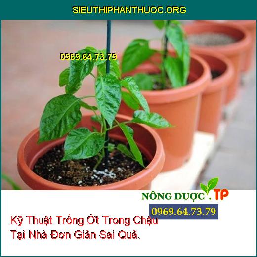 Kỹ Thuật Trồng Ớt Trong Chậu Tại Nhà Đơn Giản Sai Quả.