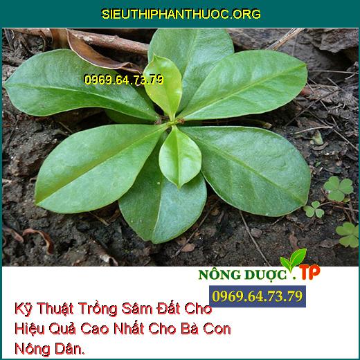 Kỹ Thuật Trồng Sâm Đất Cho Hiệu Quả Cao Nhất Cho Bà Con Nông Dân.