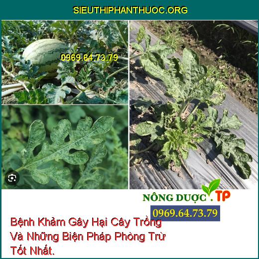 Bệnh Khảm Gây Hại Cây Trồng Và Những Biện Pháp Phòng Trừ Tốt Nhất.