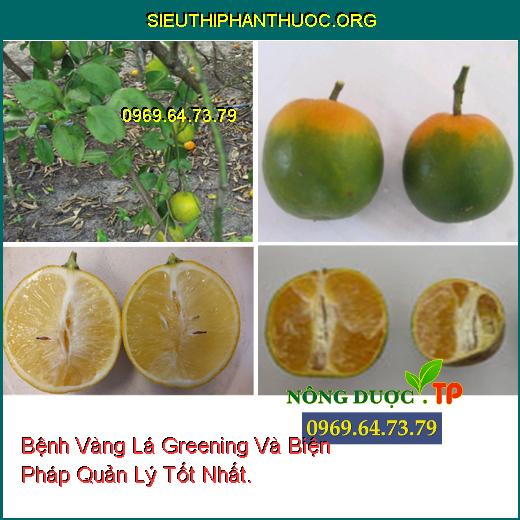 Bệnh Vàng Lá Greening Và Biện Pháp Quản Lý Tốt Nhất.