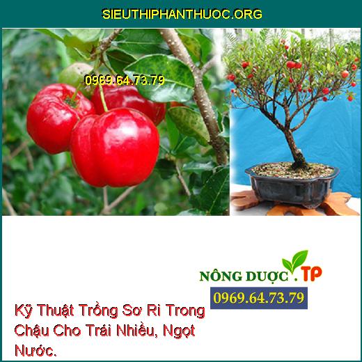 Kỹ Thuật Trồng Sơ Ri Trong Chậu Cho Trái Nhiều, Ngọt Nước.