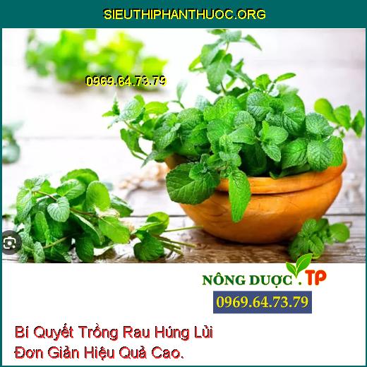 Bí Quyết Trồng Rau Húng Lủi Đơn Giản Hiệu Quả Cao.