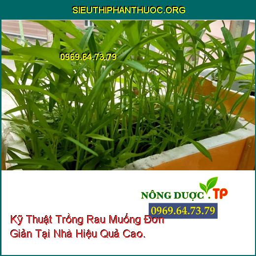 Kỹ Thuật Trồng Rau Muống Đơn Giản Tại Nhà Hiệu Quả Cao.