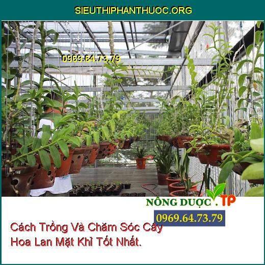 Cách Trồng Và Chăm Sóc Cây Hoa Lan Mặt Khỉ Tốt Nhất.