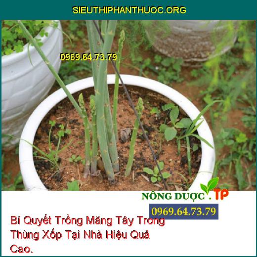 Bí Quyết Trồng Măng Tây Trong Thùng Xốp Tại Nhà Hiệu Quả Cao.