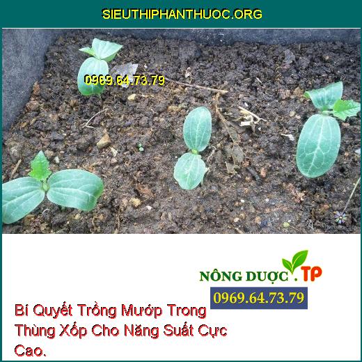 Bí Quyết Trồng Mướp Trong Thùng Xốp Cho Năng Suất Cực Cao.