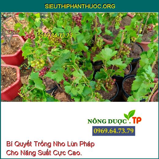 Bí Quyết Trồng Nho Lùn Pháp Cho Năng Suất Cực Cao.