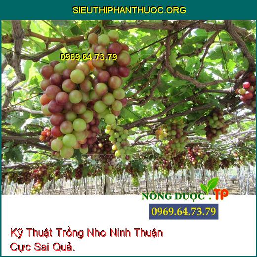 Kỹ Thuật Trồng Nho Ninh Thuận Cực Sai Quả.