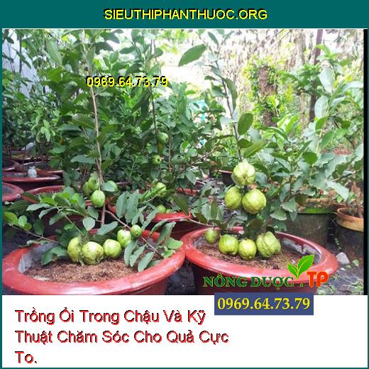 Trồng Ổi Trong Chậu Và Kỹ Thuật Chăm Sóc Cho Quả Cực To.