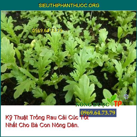 Kỹ Thuật Trồng Rau Cải Cúc Tốt Nhất Cho Bà Con Nông Dân.