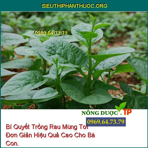 Bí Quyết Trồng Rau Mùng Tơi Đơn Giản Hiệu Quả Cao Cho Bà Con.