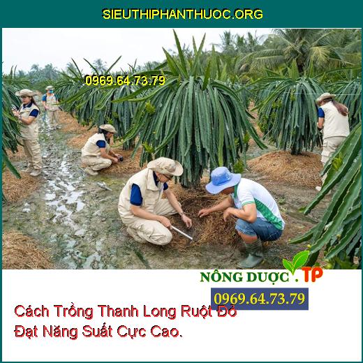 Cách Trồng Thanh Long Ruột Đỏ Đạt Năng Suất Cực Cao.