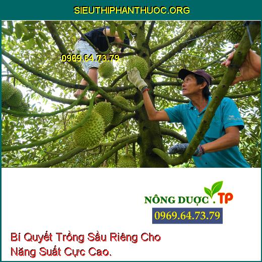 Bí Quyết Trồng Sầu Riêng Cho Năng Suất Cực Cao.