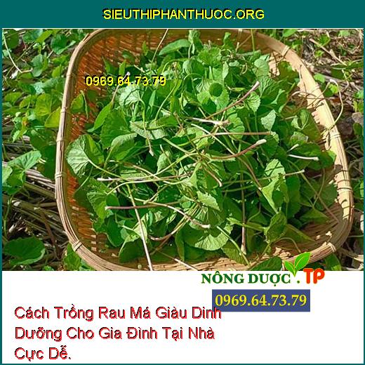 Cách Trồng Rau Má Giàu Dinh Dưỡng Cho Gia Đình Tại Nhà Cực Dễ.