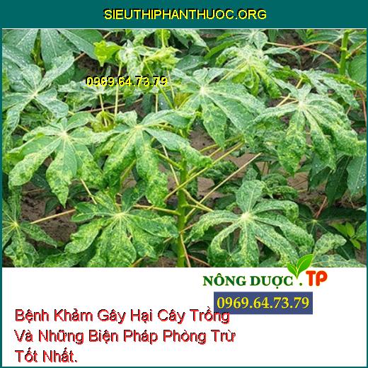 Bệnh Khảm Gây Hại Cây Trồng Và Những Biện Pháp Phòng Trừ Tốt Nhất.