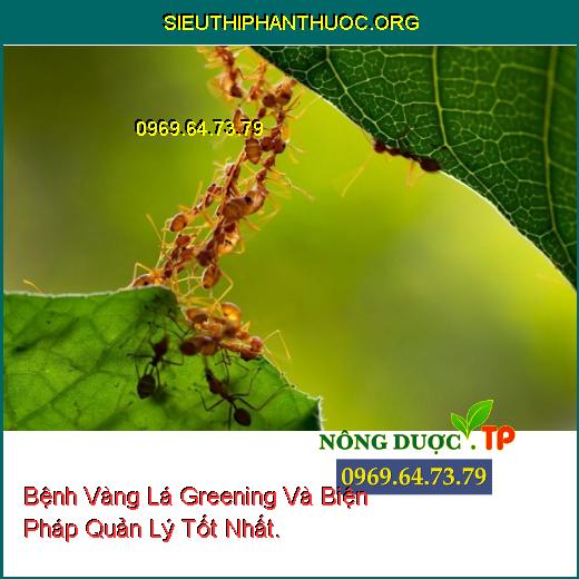 Bệnh Vàng Lá Greening Và Biện Pháp Quản Lý Tốt Nhất.