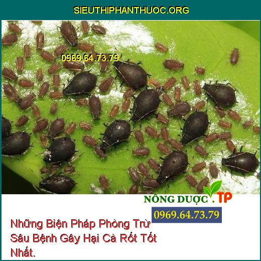 Những Biện Pháp Phòng Trừ Sâu Bệnh Gây Hại Cà Rốt Tốt Nhất.