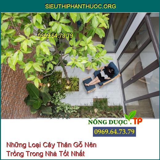 Những Loại Cây Thân Gỗ Nên Trồng Trong Nhà Tốt Nhất