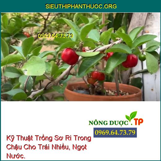 Kỹ Thuật Trồng Sơ Ri Trong Chậu Cho Trái Nhiều, Ngọt Nước.