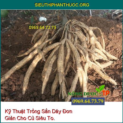 Kỹ Thuật Trồng Sắn Dây Đơn Giản Cho Củ Siêu To.