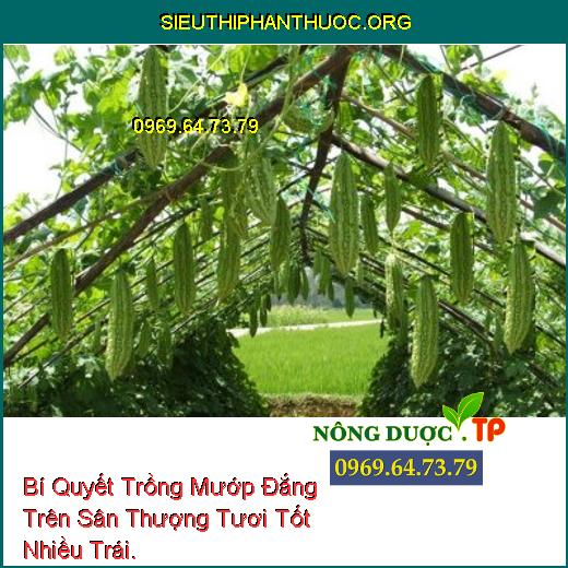 Bí Quyết Trồng Mướp Đắng Trên Sân Thượng Tươi Tốt Nhiều Trái.