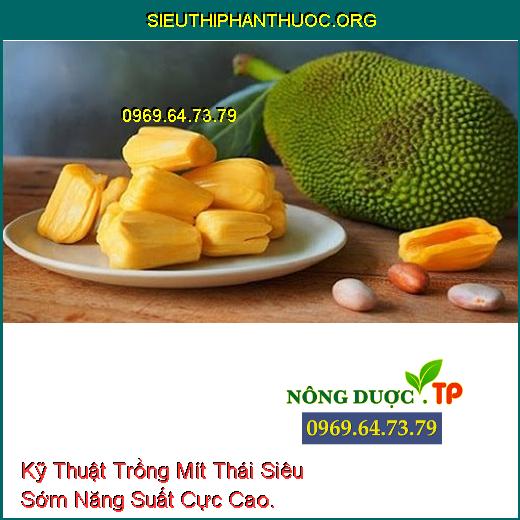 Kỹ Thuật Trồng Mít Thái Siêu Sớm Năng Suất Cực Cao.