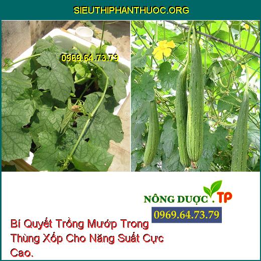 Bí Quyết Trồng Mướp Trong Thùng Xốp Cho Năng Suất Cực Cao.