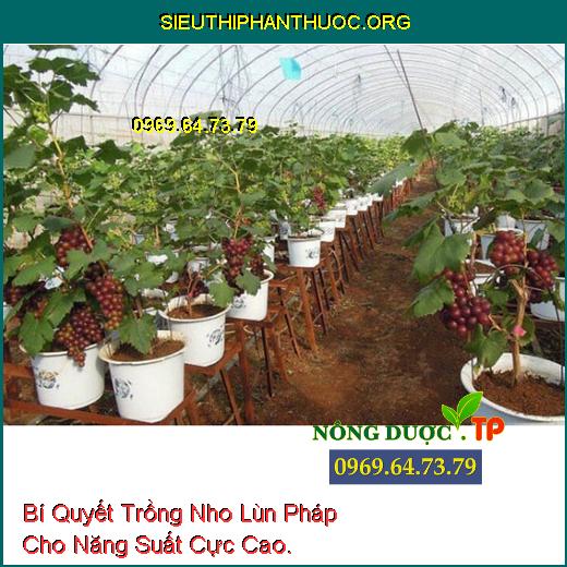 Bí Quyết Trồng Nho Lùn Pháp Cho Năng Suất Cực Cao.