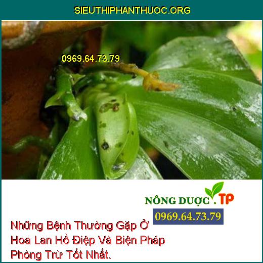 Những Bệnh Thường Gặp Ở Hoa Lan Hồ Điệp Và Biện Pháp Phòng Trừ Tốt Nhất.