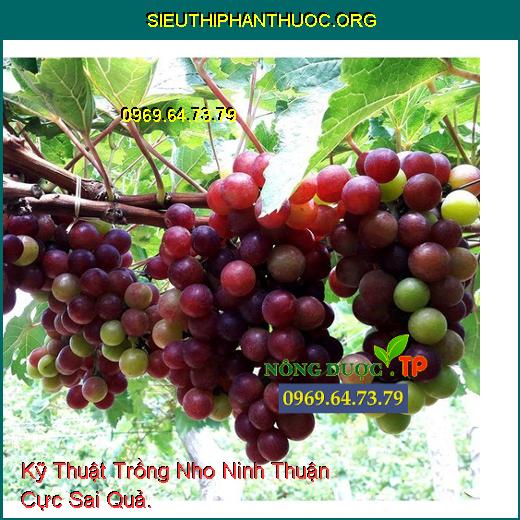 Kỹ Thuật Trồng Nho Ninh Thuận Cực Sai Quả.