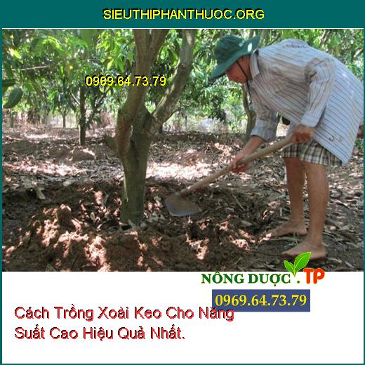 Cách Trồng Xoài Keo Cho Năng Suất Cao Hiệu Quả Nhất.